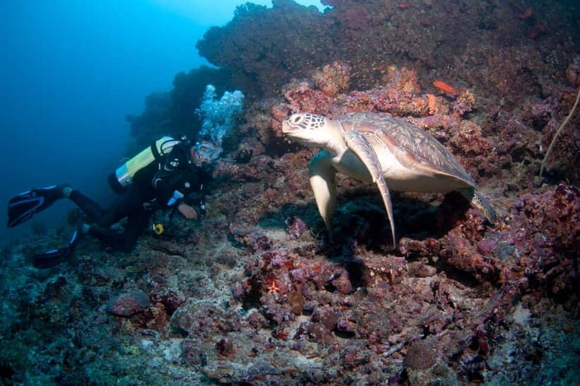Maldives: Discover Scuba Diving - An In-Depth Look at the Maldives Discover Scuba Diving Experience