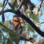 Manas National Park Safari, Lunch with pick up from Guwahati - The Value of a Guided Safari