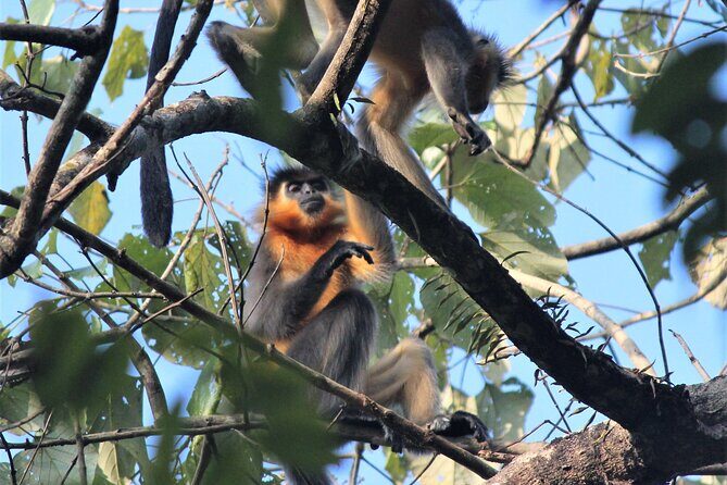 Manas National Park Safari, Lunch with pick up from Guwahati - The Value of a Guided Safari