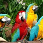 Mandai wildlife Singapore with Tram Ride ticket only - Final Thoughts: Is It Worth It?