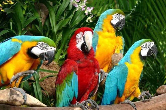 Mandai wildlife Singapore with Tram Ride ticket only - Final Thoughts: Is It Worth It?