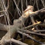 Mangrove Adventure - Practical Tips for Your Trip