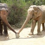 Mathura in a Day: Spiritual Temples & SOS Animal Rescue Tour - Value and Practicalities