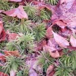 Matsumoto Mt.Hachibuse - Practical Considerations