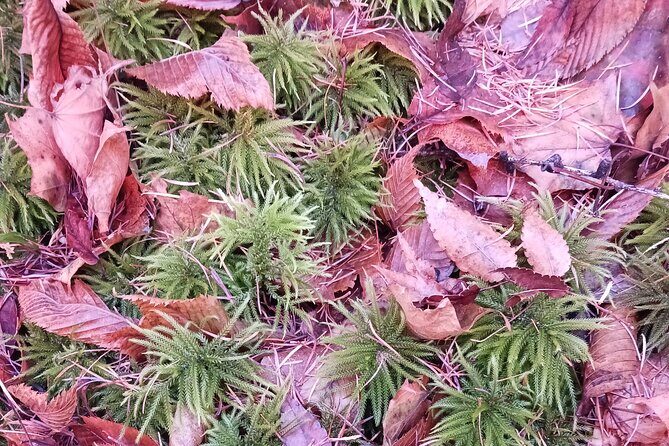 Matsumoto Mt.Hachibuse - Practical Considerations