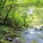 Meditation Experience in Nature with Primeval Forest and Springs - Exploring the Meditation Tour in Nagano: What You Can Expect