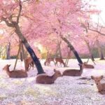 Meet the Deer Discover the Buddha in Nara With a Private Car - Final Thoughts on Value and Experience