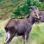 Memorable, Munnar Hill Station Tour (02 Nights / 03 Days) - The Sum Up