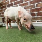 Micro Pig Café in Osaka Pet and Snap Cute Moments - Why Visit the Micro Pig Café?