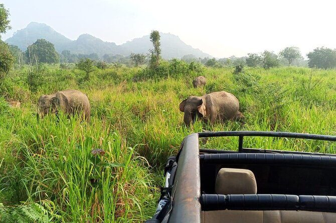Minneriya And Kaudulla National Park Safari- From Sigiriya - A Detailed Look at This Safari Experience