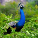 Minneriya Elephant Safari Drive From Trincomalee - FAQ