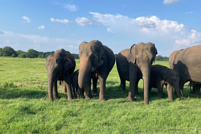 Minneriya Elephant Safari with Driver and Guide - Practical Details and Tips for Your Safari