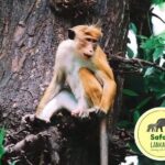 Minneriya Half Day Safari - In-Depth Review of the Minneriya Half Day Safari