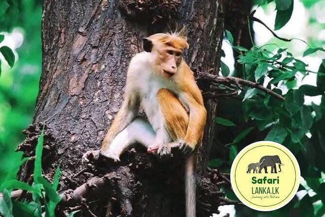 Minneriya Half Day Safari - In-Depth Review of the Minneriya Half Day Safari