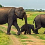 Minneriya: Minneriya National Park Private Safari - Exploring Minneriya: What You Can Expect
