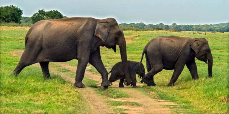 Minneriya: Minneriya National Park Private Safari - Exploring Minneriya: What You Can Expect