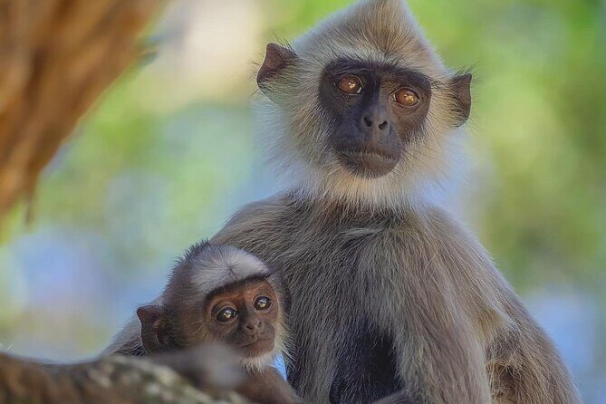 Minneriya National Park Elephant Safari  from Sigiriya - Who Should Consider This Safari?
