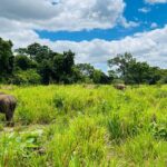 Minneriya National Park Elephant Safari Tour - The Sum Up