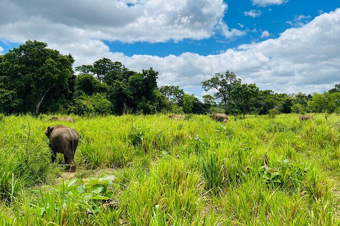 Minneriya National Park Elephant Safari Tour - The Sum Up