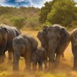 Minneriya National Park Half Day Jeep Safari - Real Experiences from Travelers