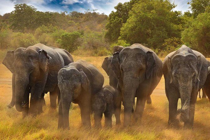 Minneriya National Park Half Day Jeep Safari - Real Experiences from Travelers