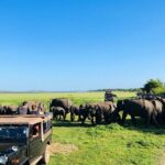 Minneriya National park half day private safari in Sri Lanka - Final Thoughts: Is It Worth It?