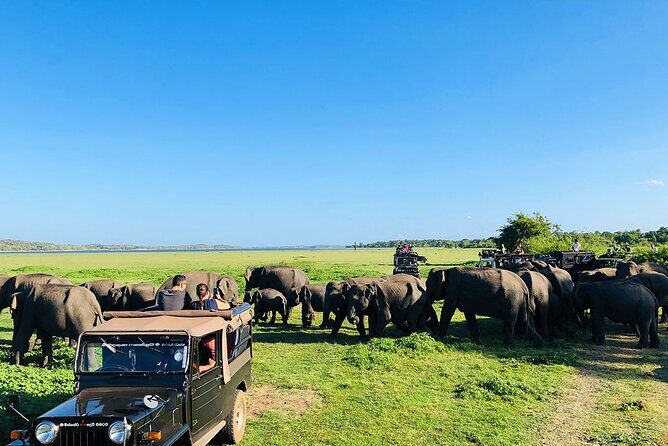 Minneriya National park half day private safari in Sri Lanka - Final Thoughts: Is It Worth It?