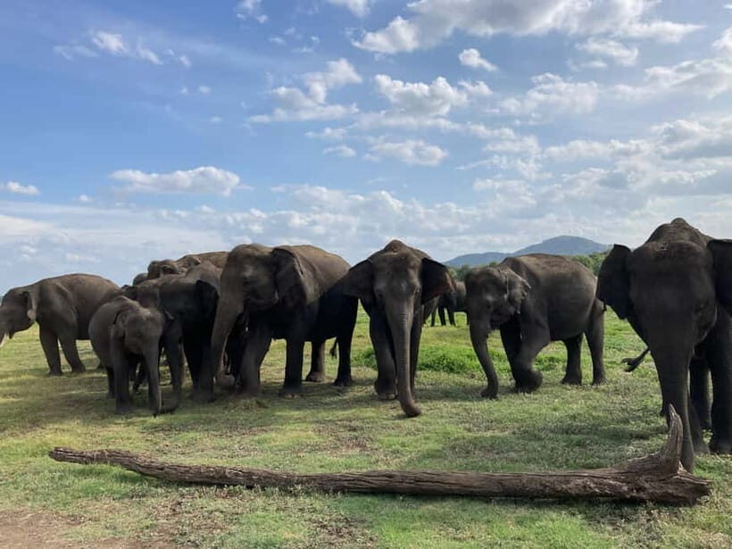 Minneriya National Park: Private 4x4 Jeep Safari - Who Will Love This Safari?