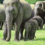 Minneriya National Park: Private Jeep Safari - All Inclusive - The Experience of a Private Safari