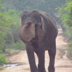 Minneriya National Park private safari - What to Expect During the Safari