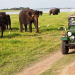 Minneriya:Jeep Safari From Sigiriya - An In-Depth Look at the Minneriya Jeep Safari