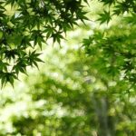 Minoh Waterfall and nature walk through the Minoh Park - A Deep Dive into the Experience