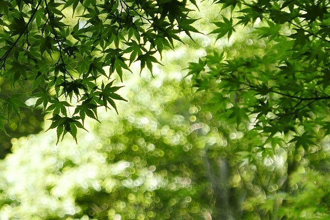 Minoh Waterfall and nature walk through the Minoh Park - A Deep Dive into the Experience