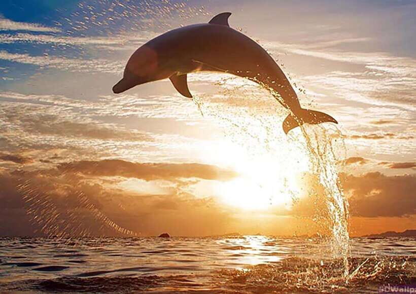 Mirissa Whale Watching, Tour A Once-in-a-Lifetime Experience - Practical Tips for Your Whale-Watching Adventure