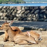 Miyajima Half-Day Private Experience with a Local - FAQs