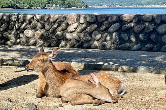 Miyajima Half-Day Private Experience with a Local - FAQs