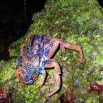 Miyako Island Jungle Night Tour and Starry Sky Viewing - In-Depth Review of the Miyako Island Jungle Night Tour and Starry Sky Viewing