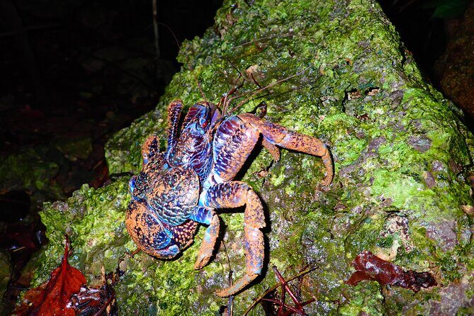 Miyako Island Jungle Night Tour and Starry Sky Viewing - In-Depth Review of the Miyako Island Jungle Night Tour and Starry Sky Viewing