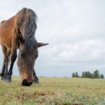 Miyazaki Private Tour by Car - An In-Depth Look at the Miyazaki Private Tour