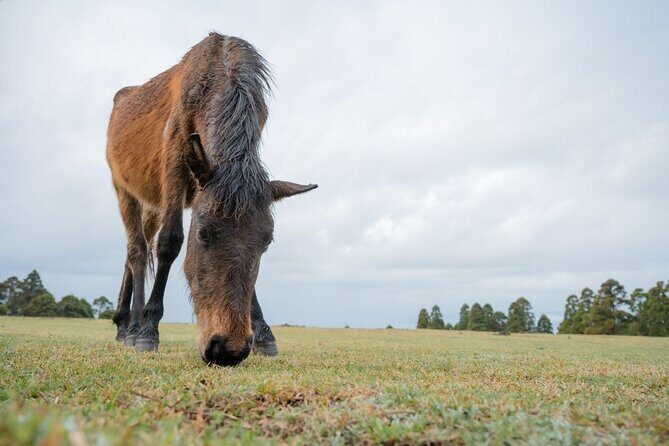 Miyazaki Private Tour by Car - An In-Depth Look at the Miyazaki Private Tour