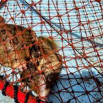 Mizuhashi Fishing Port Tokyo City Sightseeing - Is This Tour Right for You?