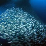 Moalboal Sardines Run Private Tour w/ Transfers Option - The Sum Up