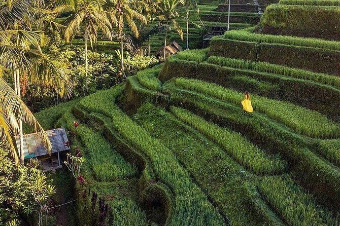 Monkey Forest, Holy Water Temple & Hot Springs Tours - Practical Tips for a Smooth Experience