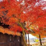 Mount Fuji and Iconic Scenic Spots Day Tour - Who This Tour Is Best For