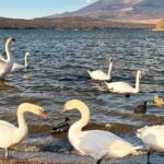 Mt. Fuji Classic One Day Tour from Tokyo - Exploring the Itinerary in Detail