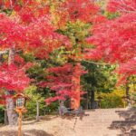 Mt. Fuji Instagram Spots Day Trip Oshino Hakkai Oishi Park & More - Who Should Consider This Tour?