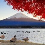 Mt Fuji Twin Lakes Maple Festival Night Lights Tour - Who Would Enjoy This Tour?
