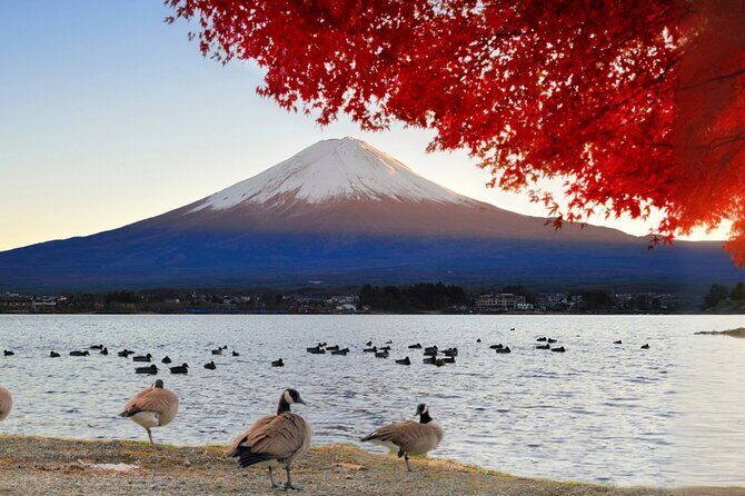 Mt Fuji Twin Lakes Maple Festival Night Lights Tour - Who Would Enjoy This Tour?