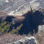 Mt. Kanchenjunga South to North Base Camp Trekking - A Detailed Look at the Mt. Kanchenjunga Trekking Experience