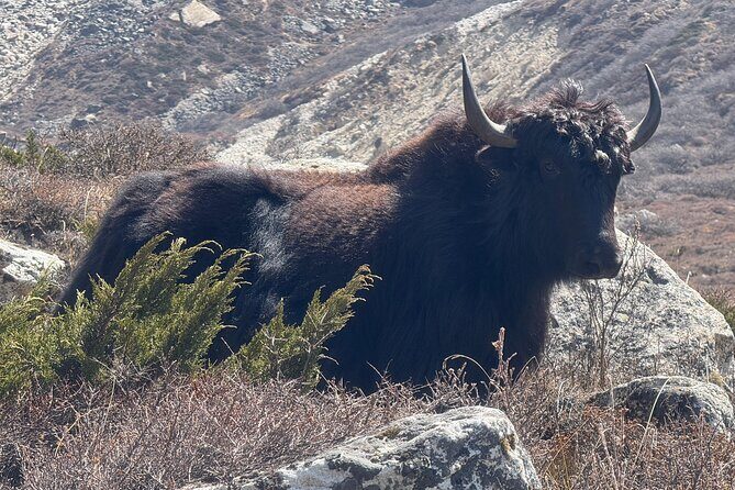 Mt. Kanchenjunga South to North Base Camp Trekking - A Detailed Look at the Mt. Kanchenjunga Trekking Experience
